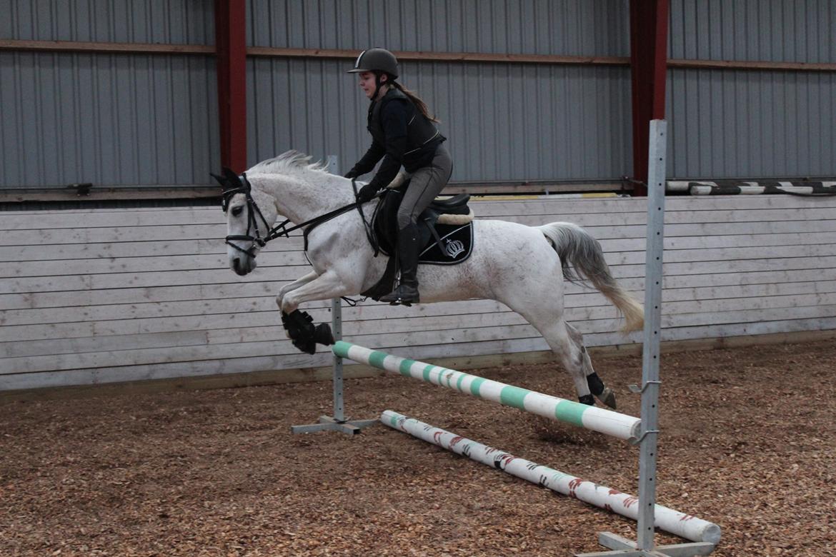 Anden særlig race Miss dixie billede 9