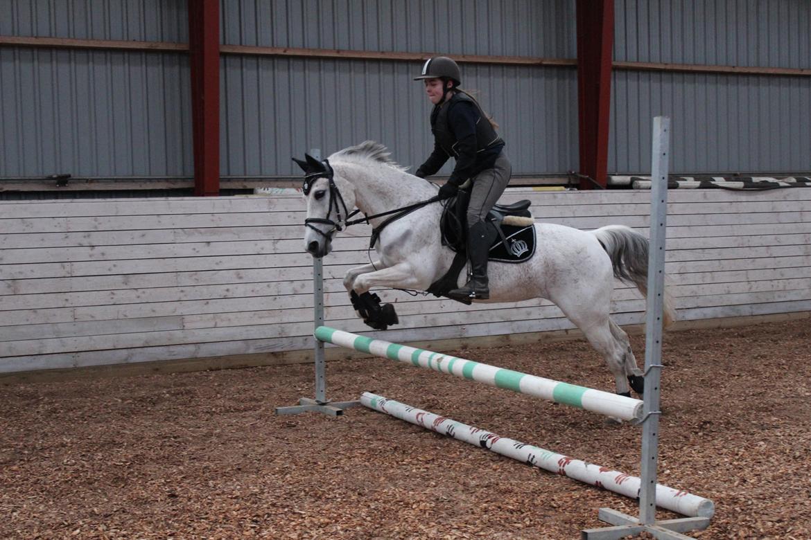 Anden særlig race Miss dixie billede 11