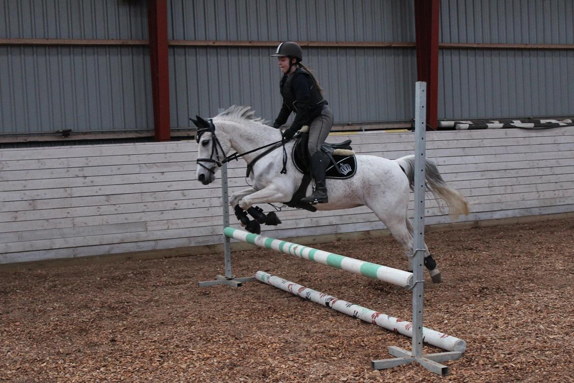 Anden særlig race Miss dixie billede 1