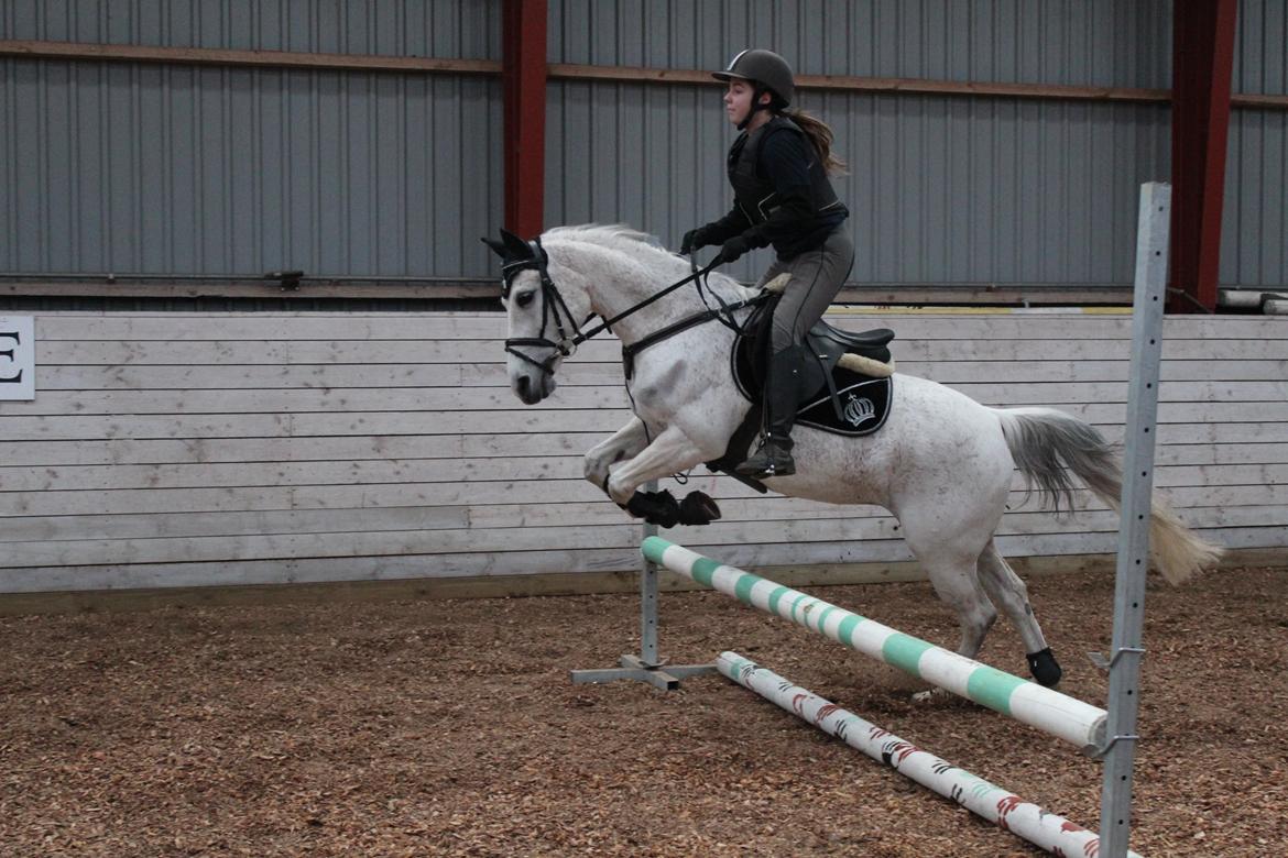 Anden særlig race Miss dixie billede 10