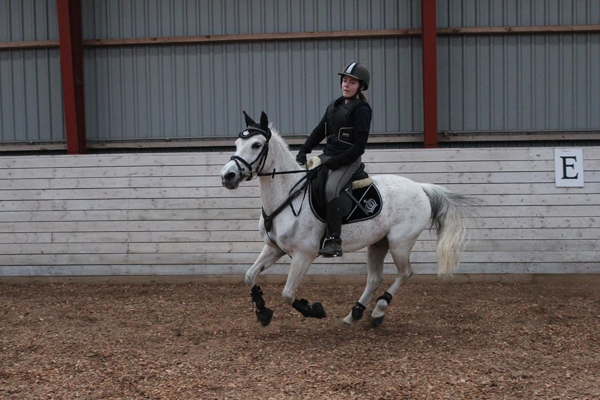 Anden særlig race Miss dixie billede 12