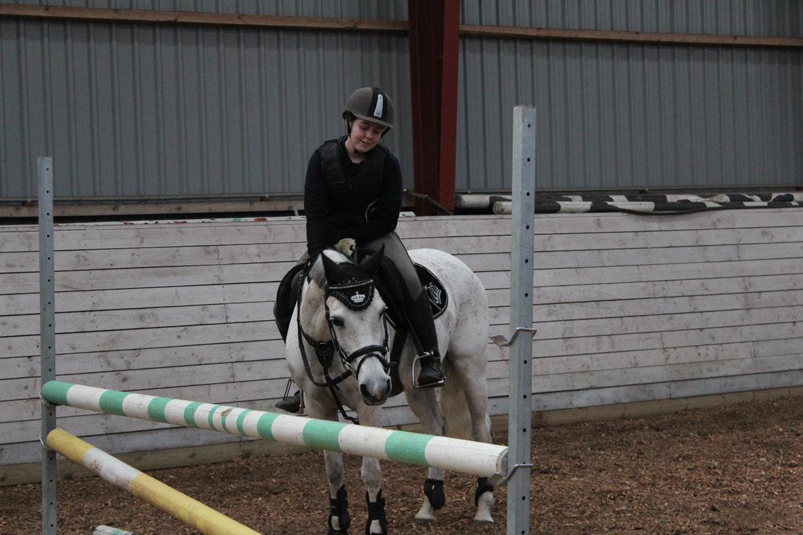 Anden særlig race Miss dixie billede 14