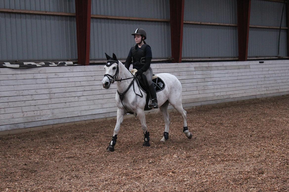 Anden særlig race Miss dixie billede 13