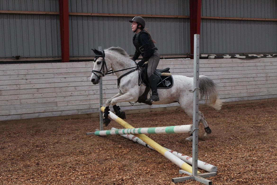 Anden særlig race Miss dixie billede 16