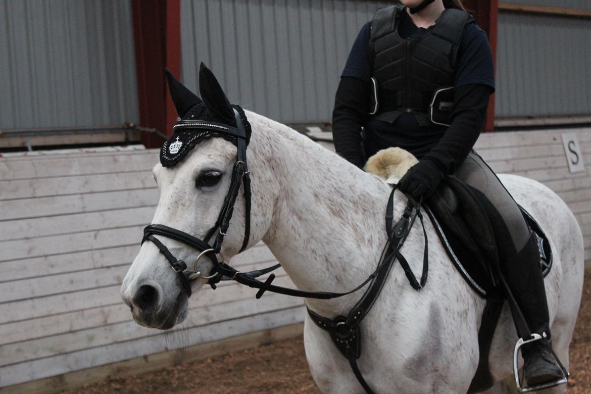 Anden særlig race Miss dixie billede 15