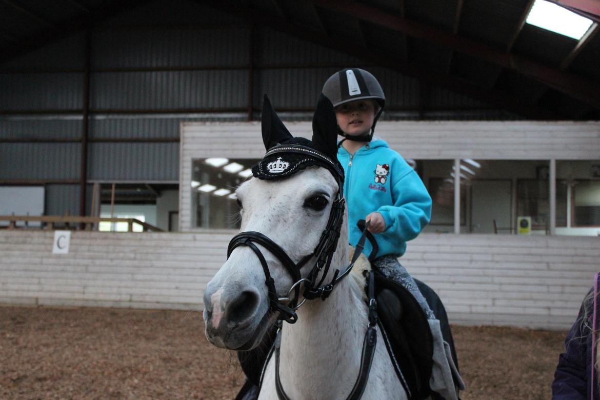 Anden særlig race Miss dixie billede 21