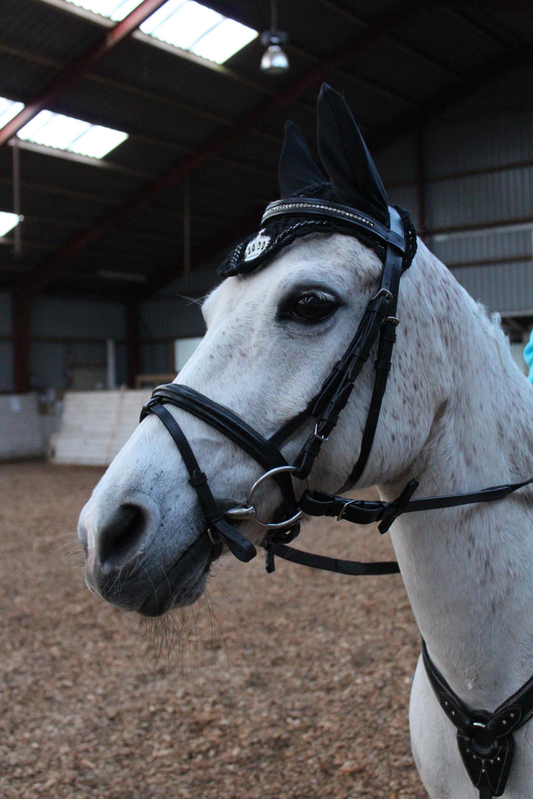 Anden særlig race Miss dixie billede 24