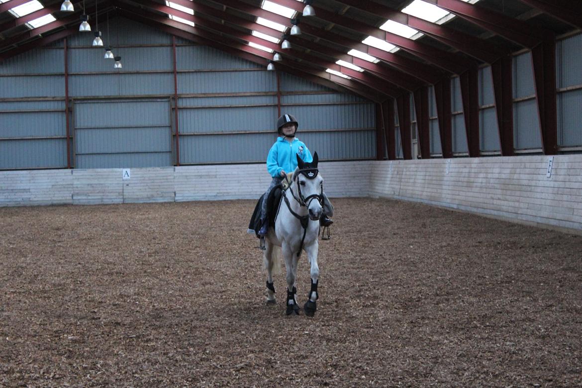 Anden særlig race Miss dixie billede 25