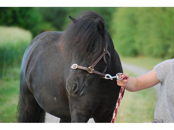 Dansk Miniature Sovs billede 6