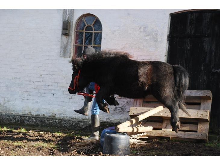 Dansk Miniature Sovs billede 7