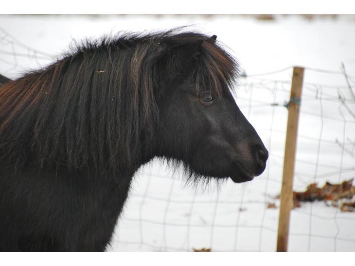 Dansk Miniature Sovs billede 9