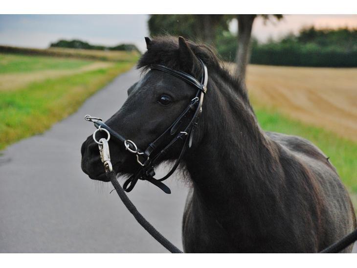 Dansk Miniature Sovs billede 10