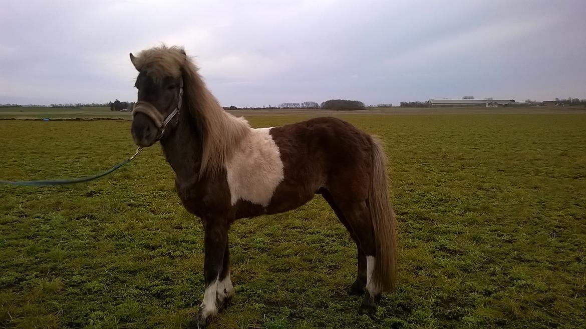 Islænder Kaiser fra Danevang billede 3