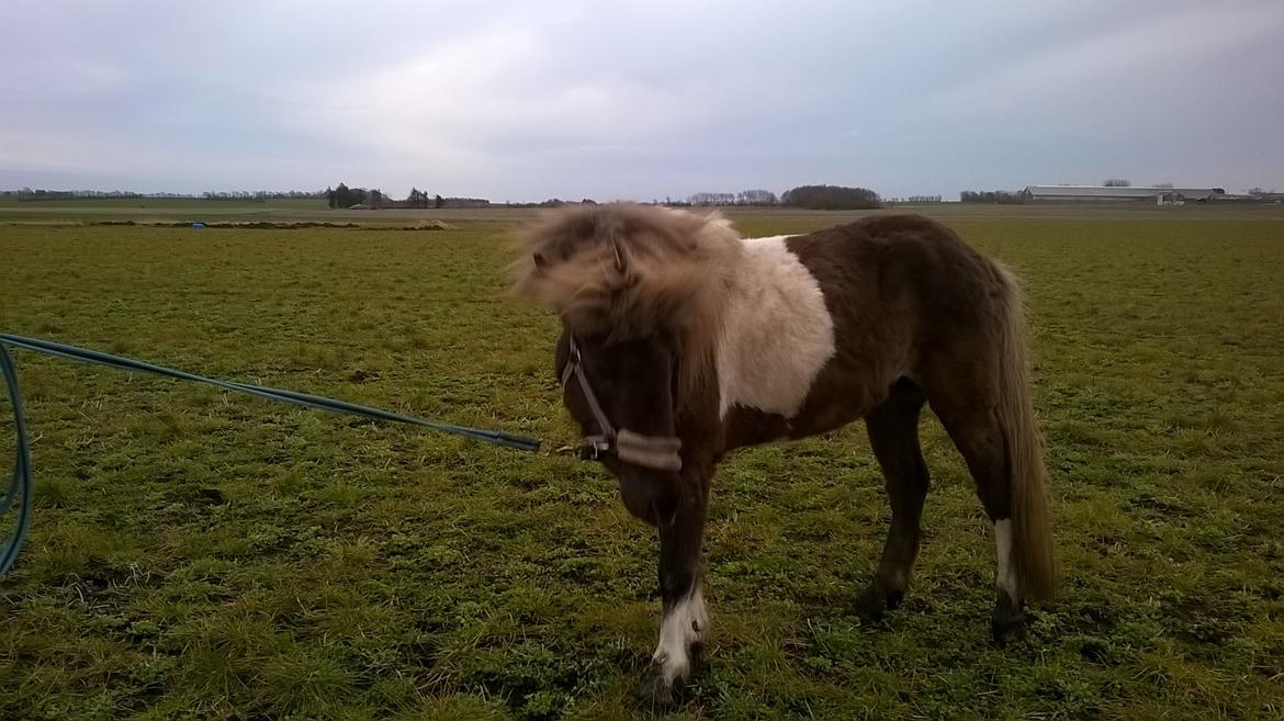 Islænder Kaiser fra Danevang billede 13