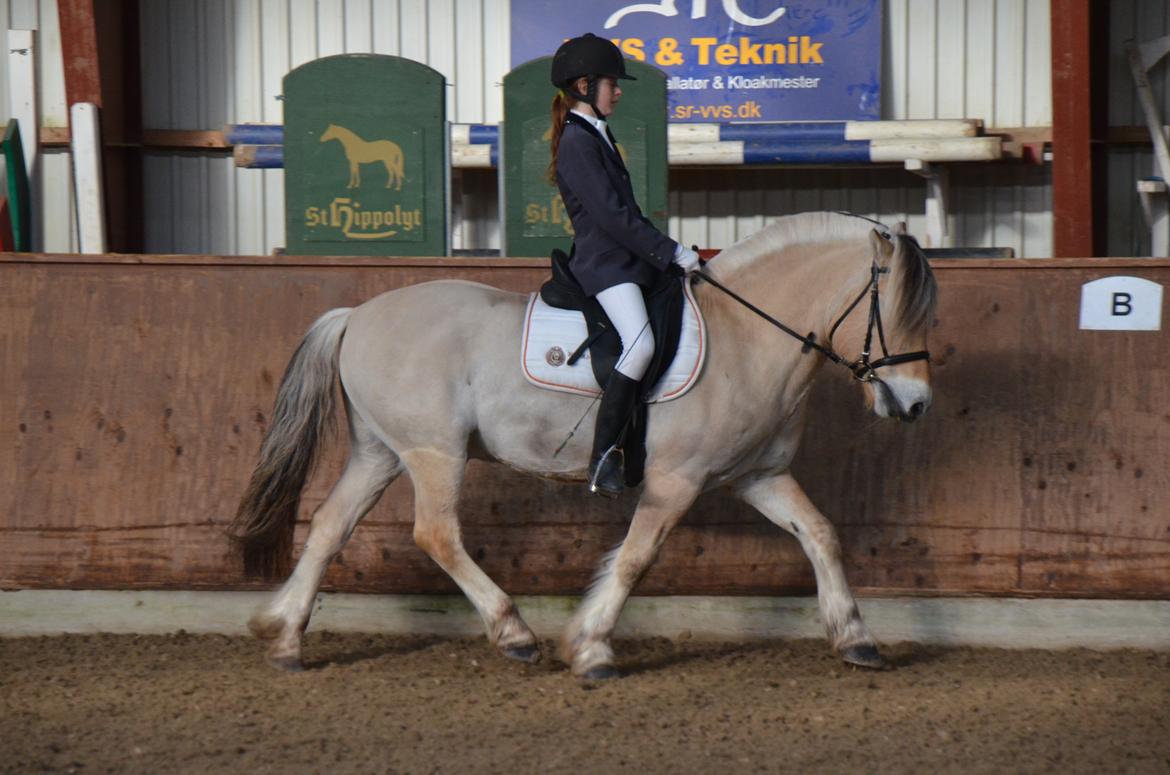 Fjordhest Ingegårds Pax <3 - Ry Rideklub marts 2015 - Min lillesøster og Pax til deres første stævne på udebane, hvilket blev til placering i begge klasser :-) billede 17