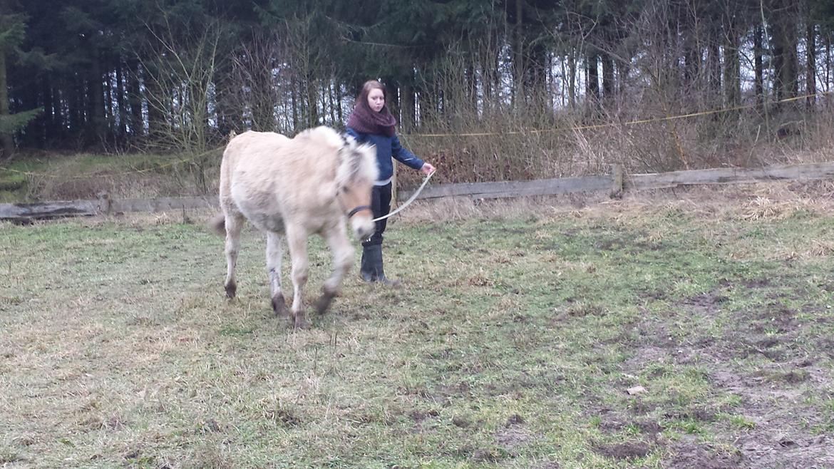 Fjordhest Prips Malik ( tidl hest) - bliver longeret for første gang.. billede 37