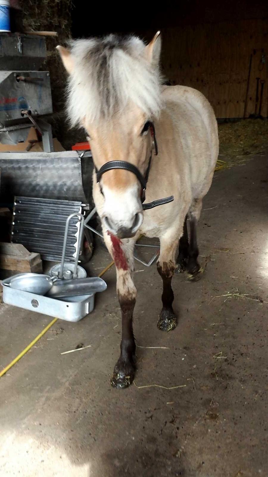 Fjordhest Prips Malik ( tidl hest) - på en på en lille tur.. billede 38
