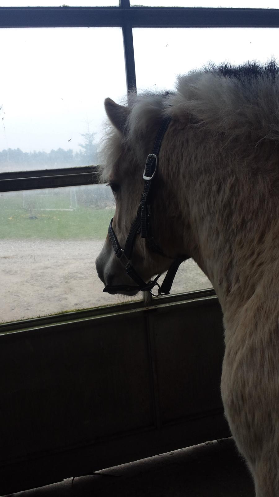 Fjordhest Prips Malik ( tidl hest) - står og kigger ud på regnen! billede 39