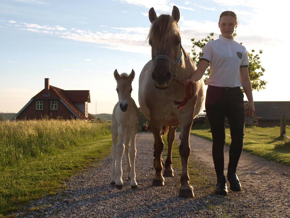 Fjordhest Prips Malik ( tidl hest) - en lille hyggetur billede 1