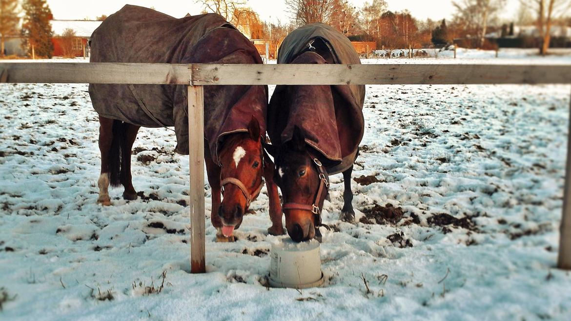 DSP Keegan's Duffy billede 14