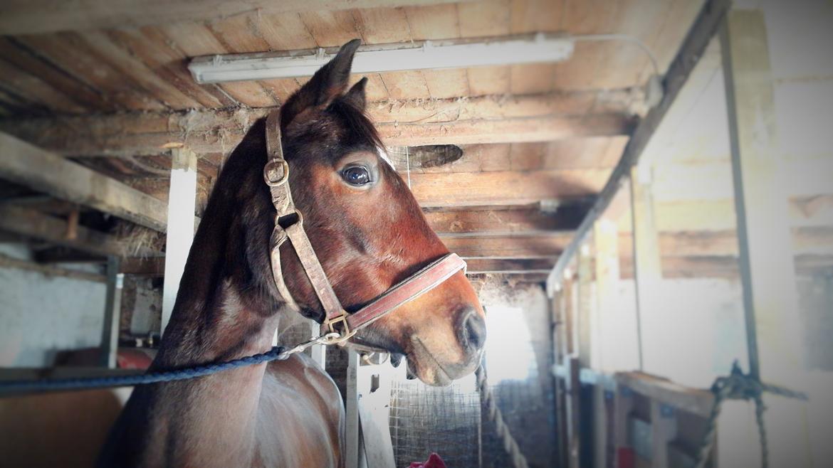 DSP Keegan's Duffy billede 12