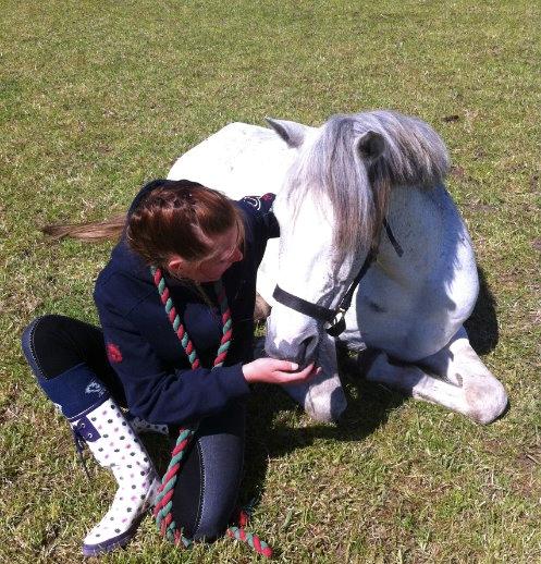 Hollandsk Sportspony Shakira billede 2