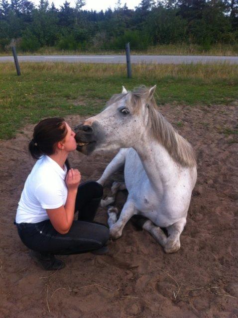 Hollandsk Sportspony Shakira billede 6