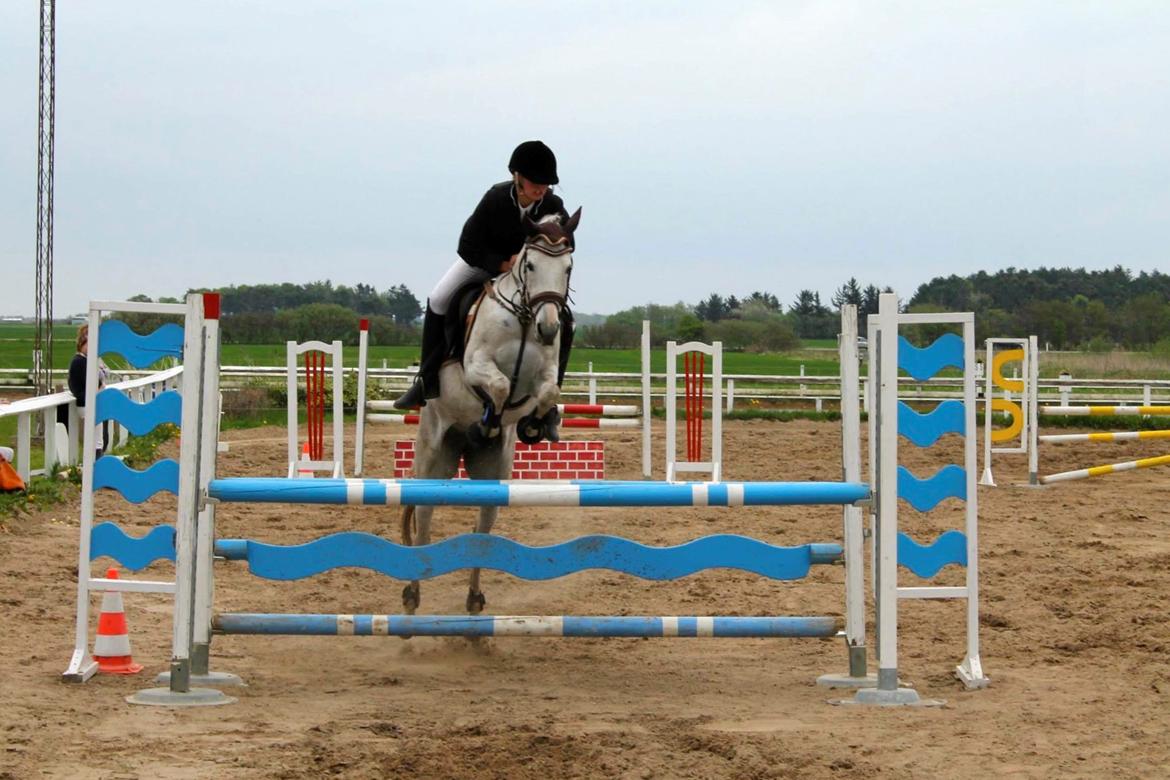 Hollandsk Sportspony Shakira billede 7