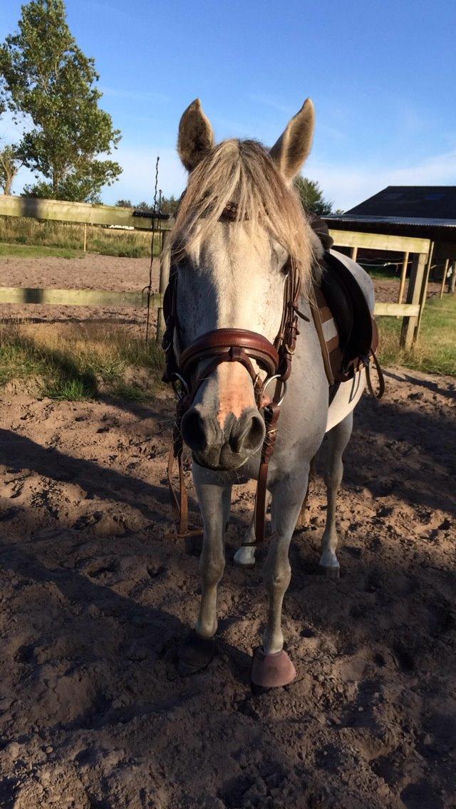 Hollandsk Sportspony Shakira billede 1