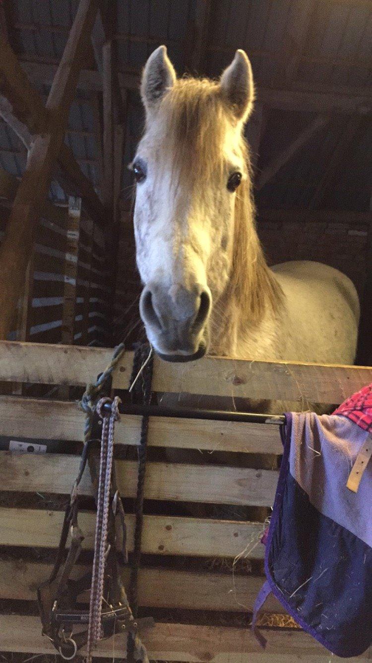 Hollandsk Sportspony Shakira billede 9