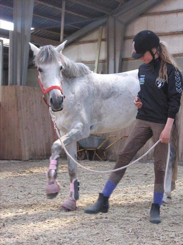 Hollandsk Sportspony Shakira billede 5