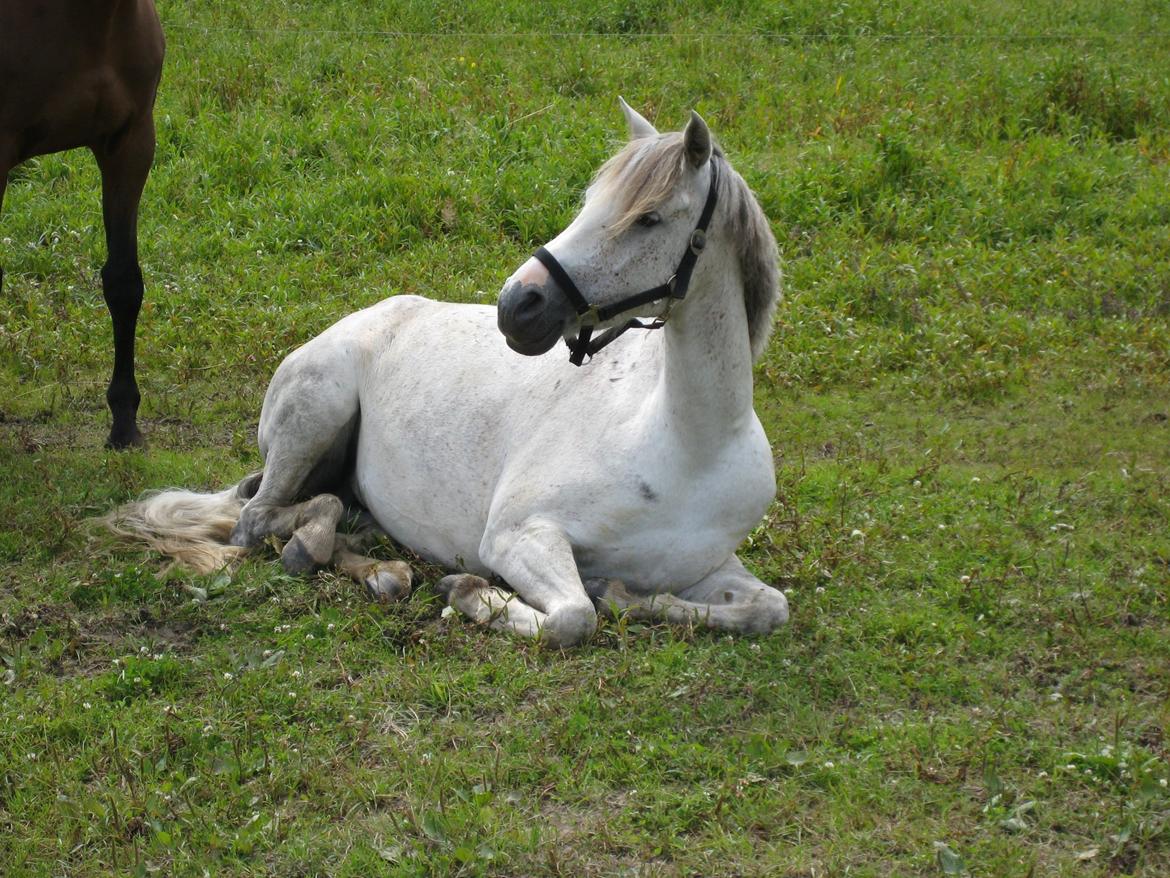 Hollandsk Sportspony Shakira billede 4