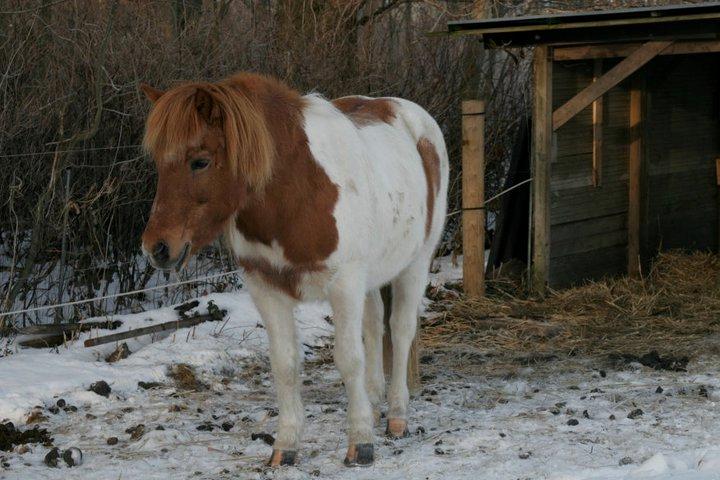 Islænder Kemba von Asbeck billede 12