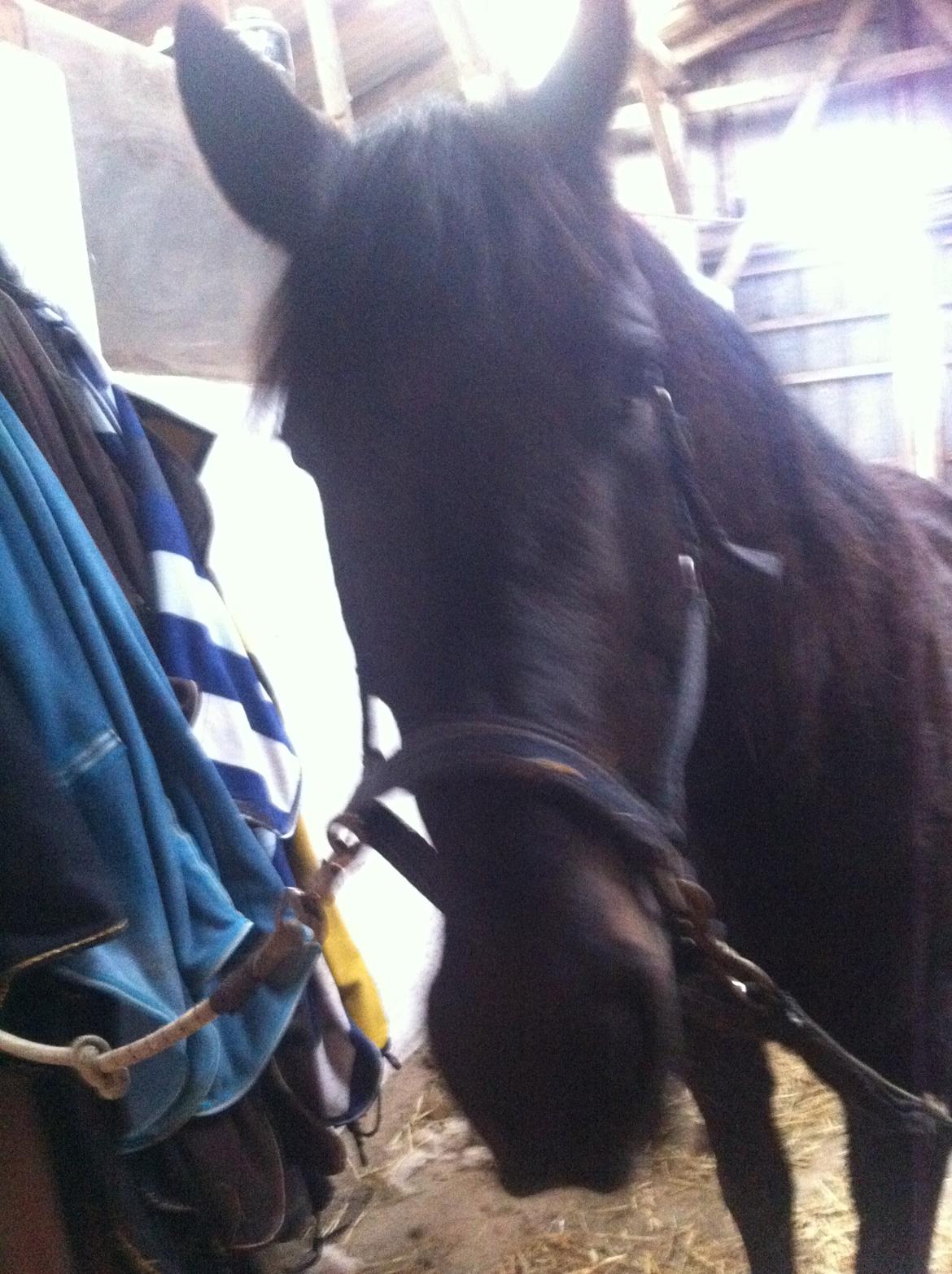 Traver Greenhill's tiger billede 8