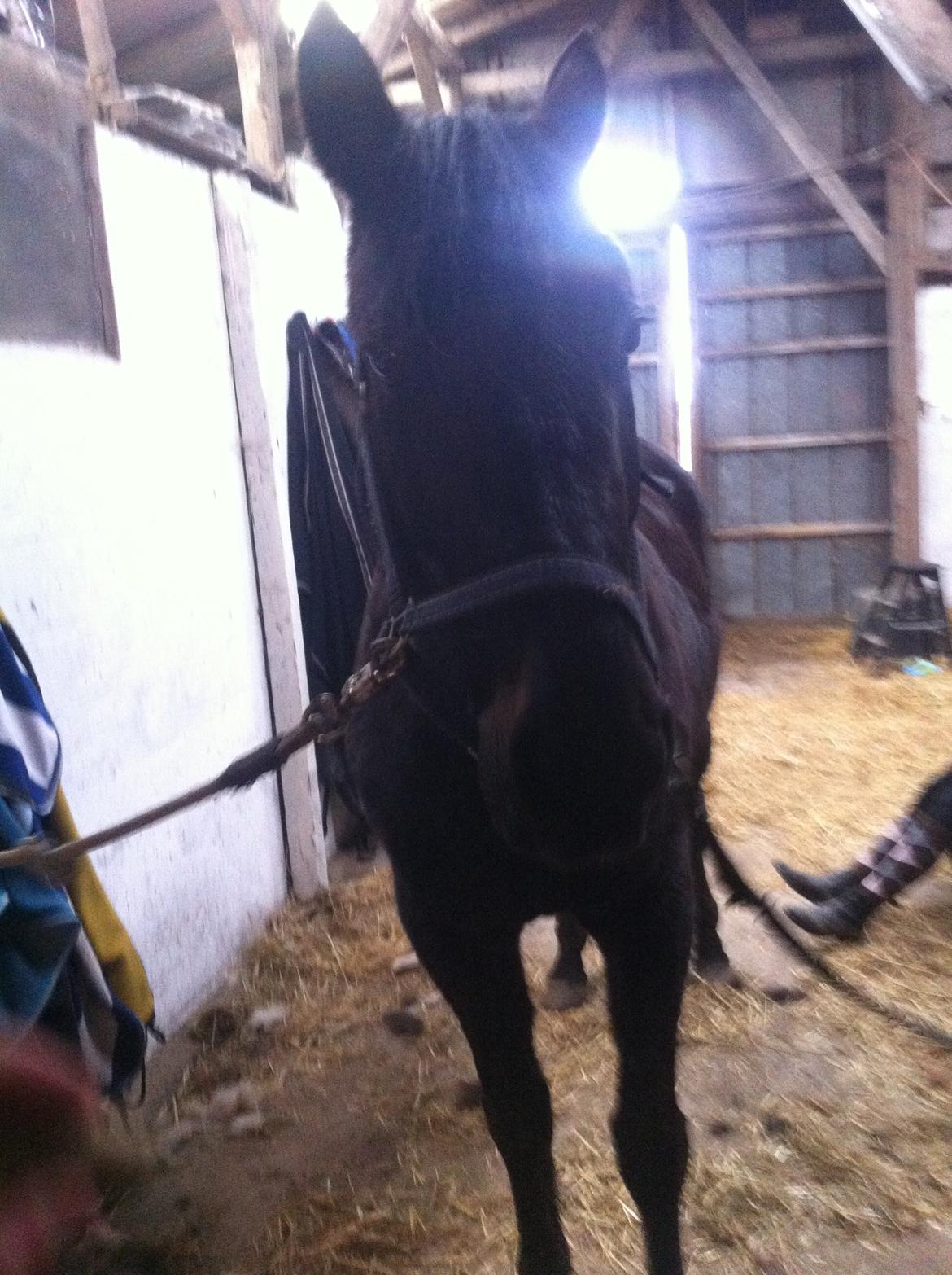 Traver Greenhill's tiger billede 9