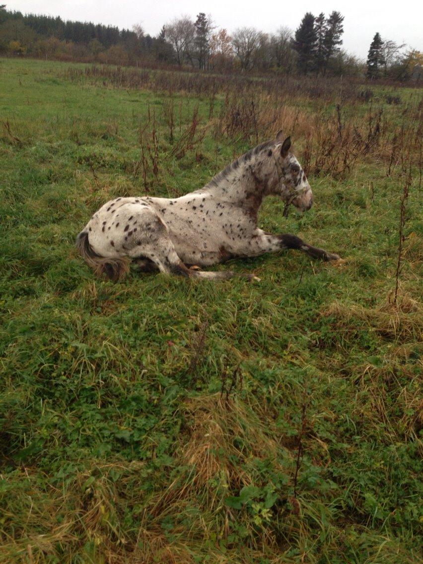 Knabstrupper Antolis unik billede 3