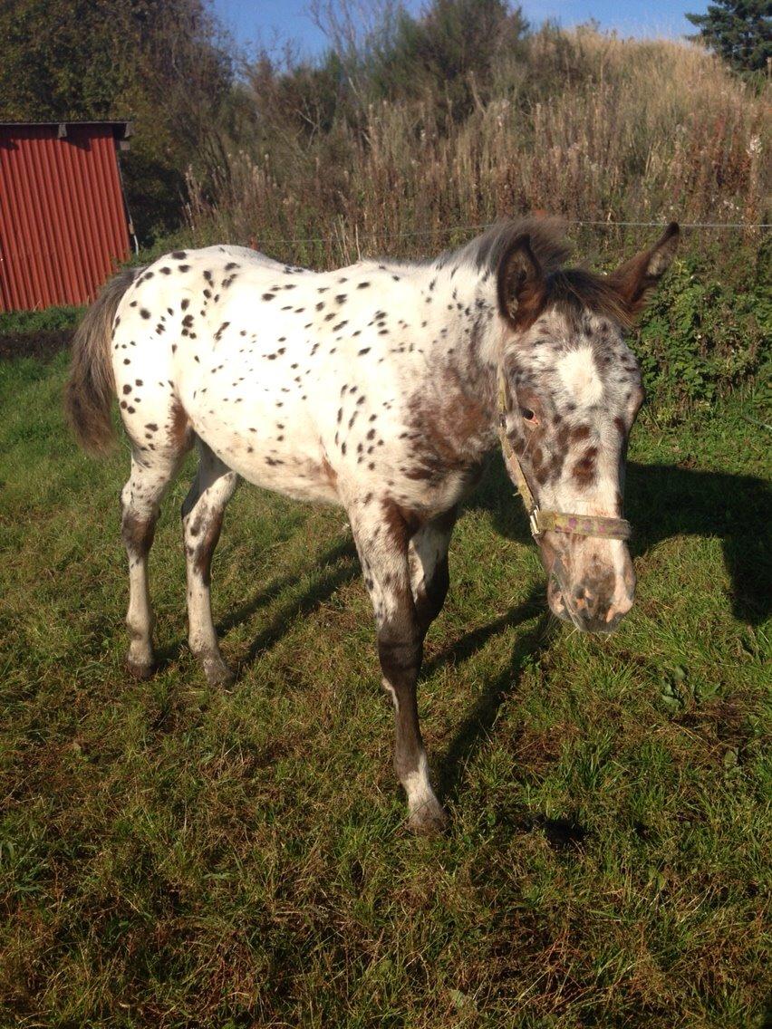 Knabstrupper Antolis unik billede 4