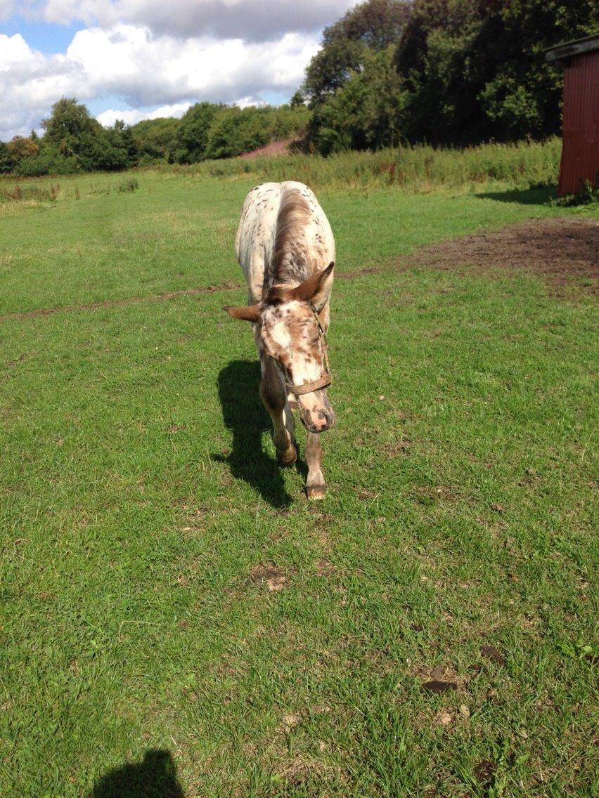 Knabstrupper Antolis unik billede 5