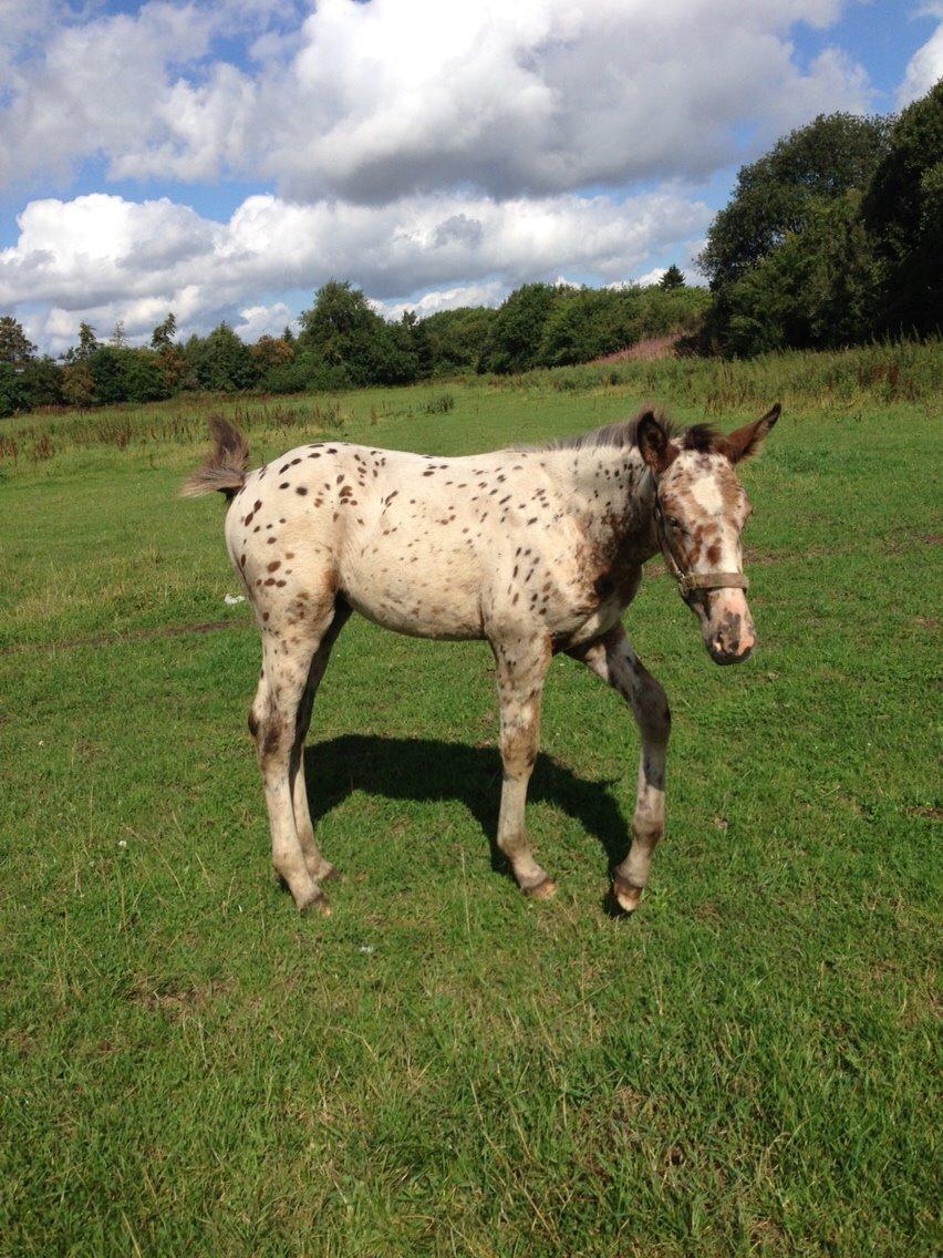 Knabstrupper Antolis unik billede 9