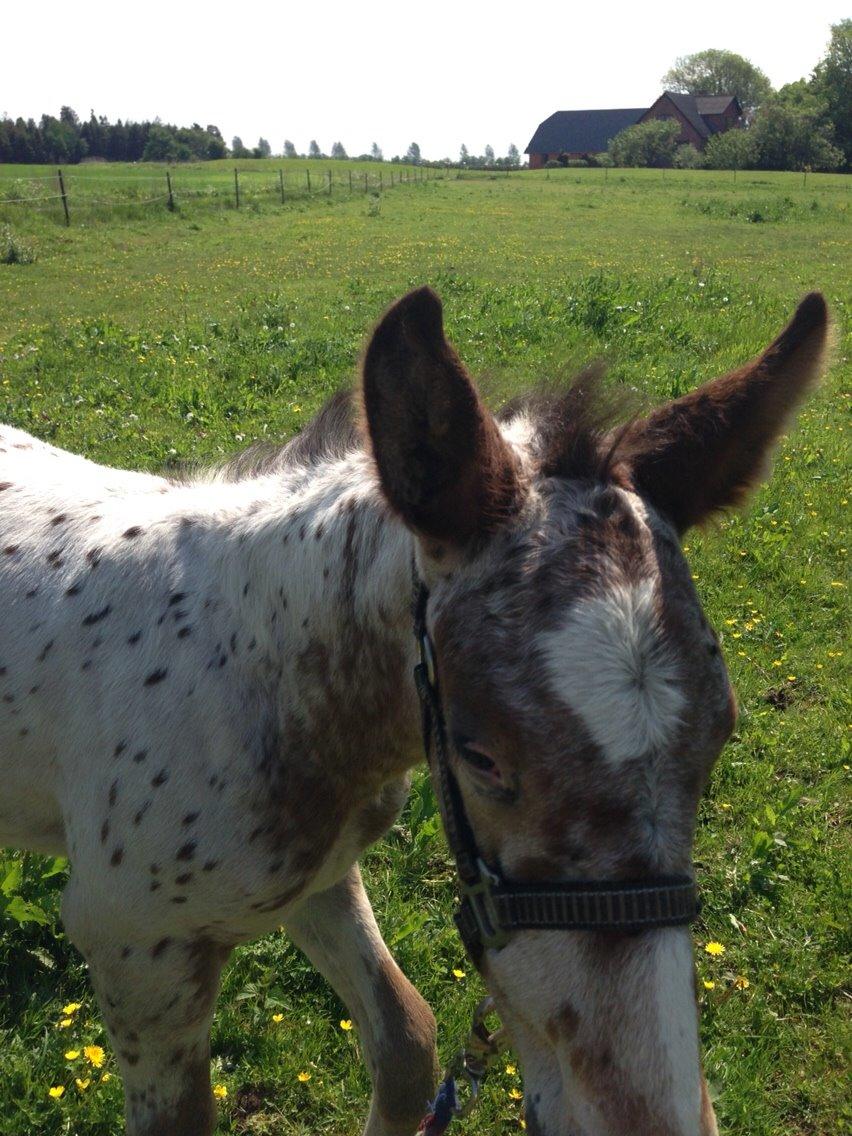 Knabstrupper Antolis unik billede 14