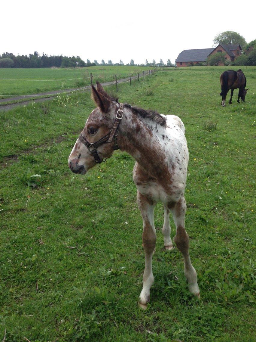 Knabstrupper Antolis unik billede 15