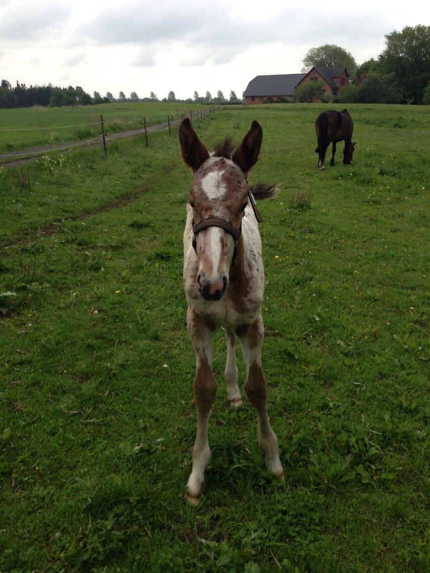 Knabstrupper Antolis unik billede 16