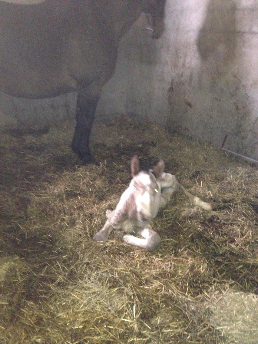 Knabstrupper Antolis unik billede 17