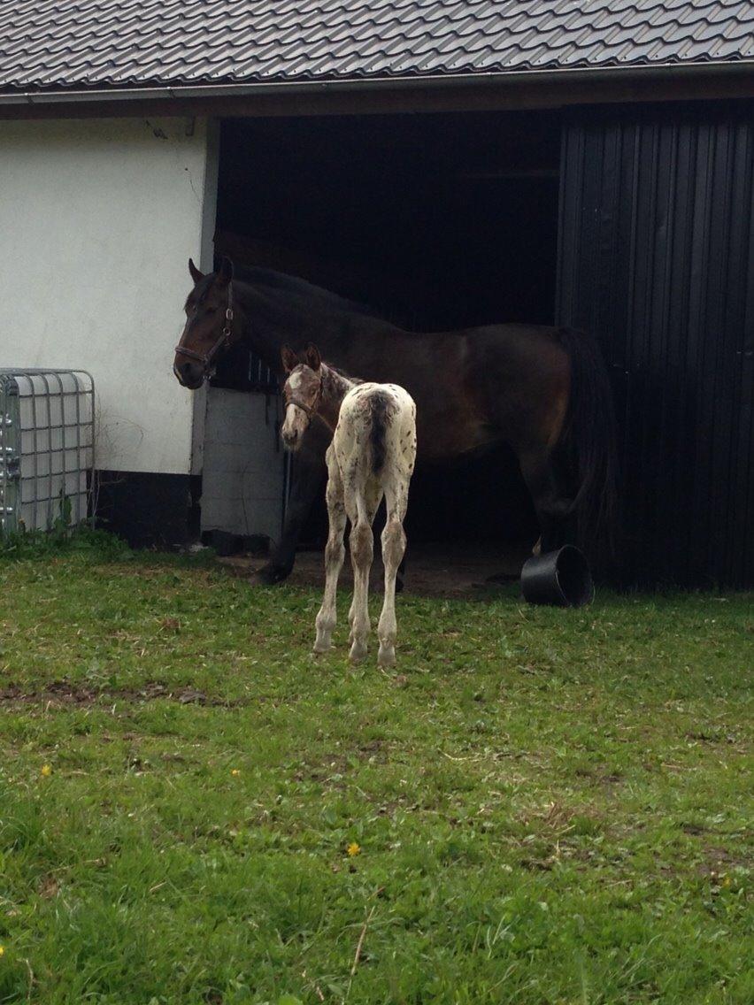 Knabstrupper Antolis unik billede 20