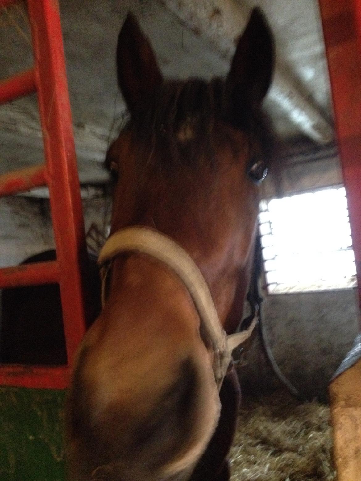 Traver Arn Kronos billede 1