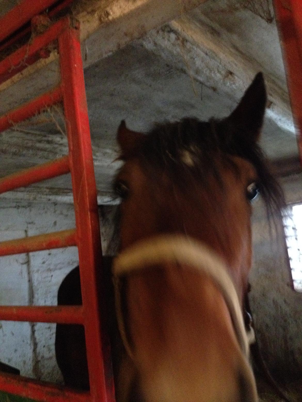 Traver Arn Kronos billede 3