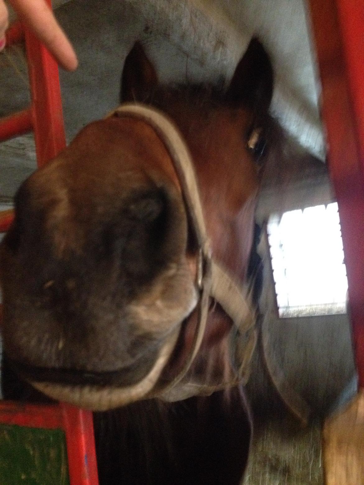 Traver Arn Kronos billede 2