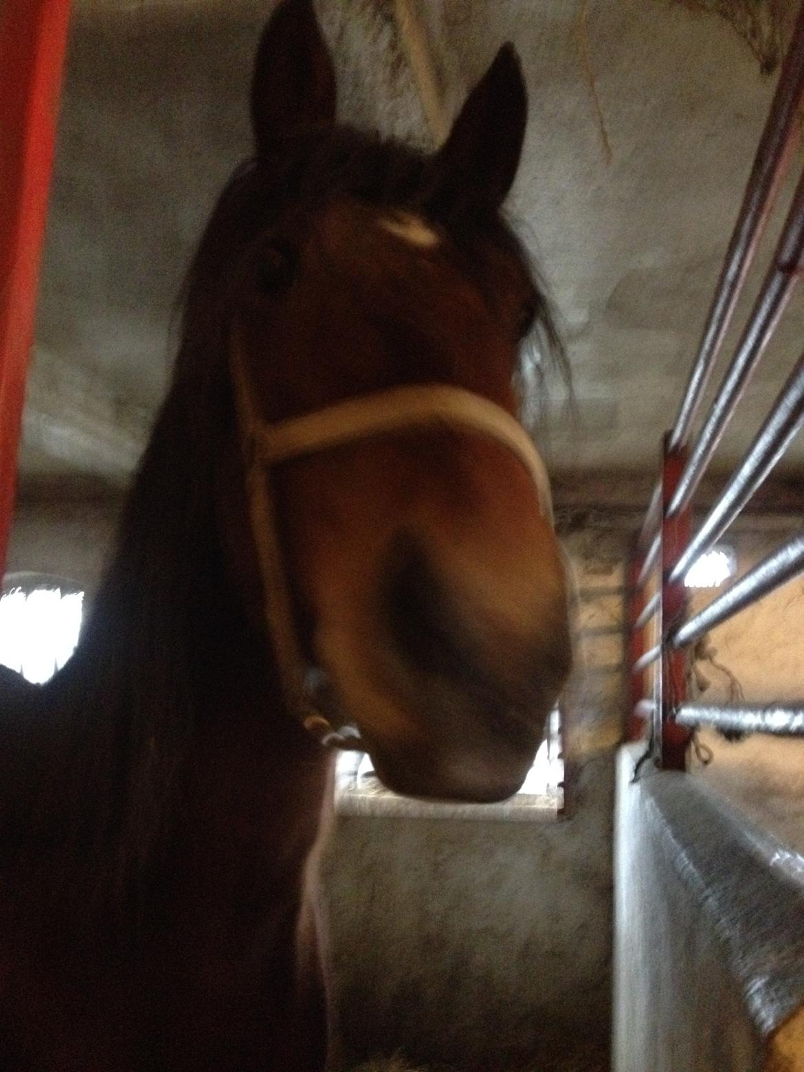 Traver Arn Kronos billede 5