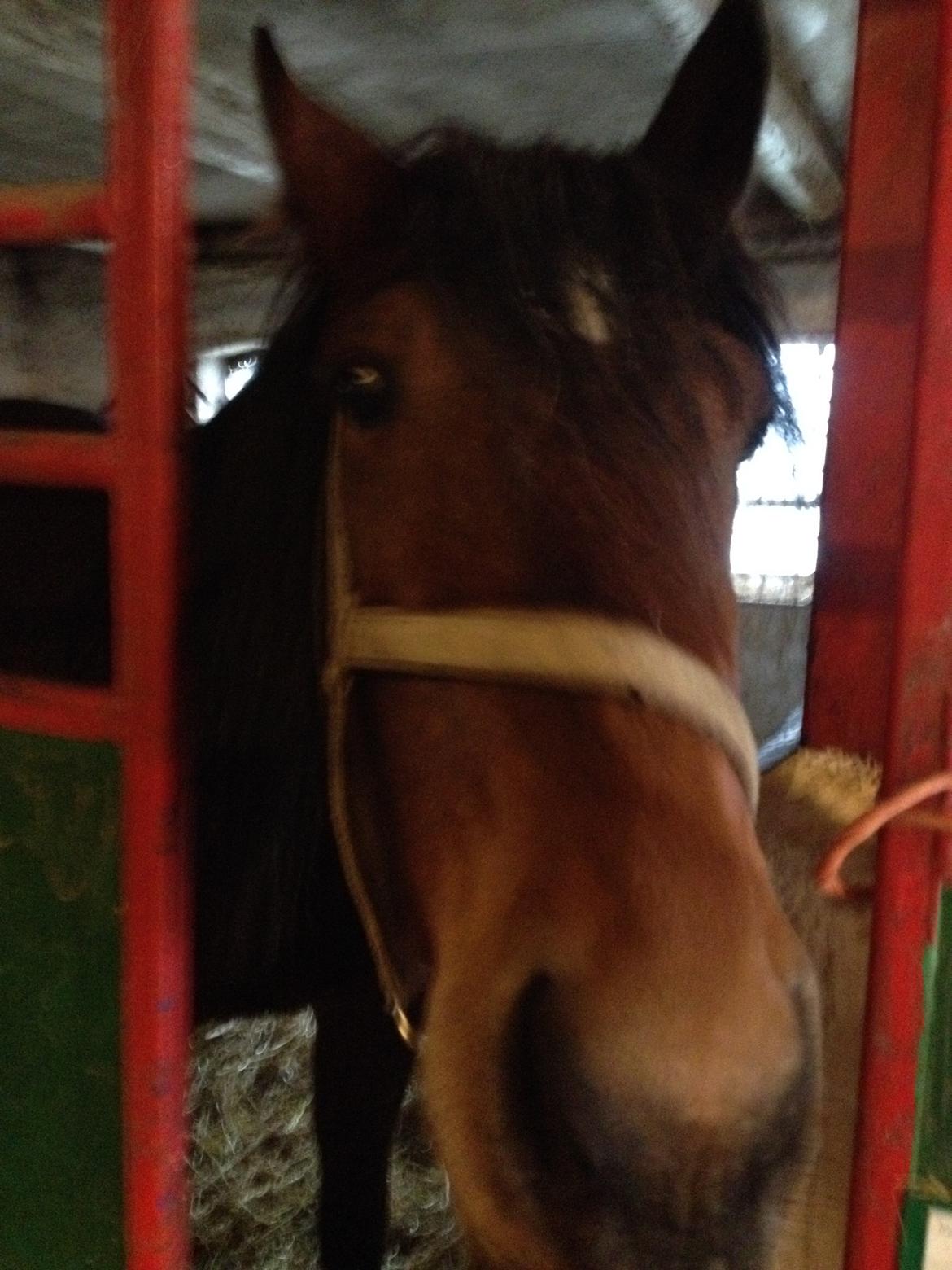 Traver Arn Kronos billede 4