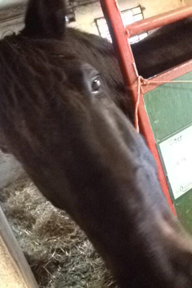 Traver Greenhill's tiger billede 11